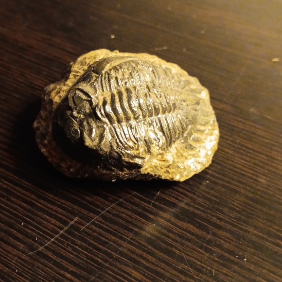 TRILOBITE FOSSIL - Picture 1 of 5